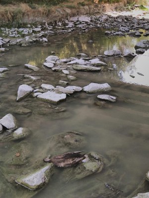 Brot de botulisme aviar al riu Gurri al seu pas per Vic.