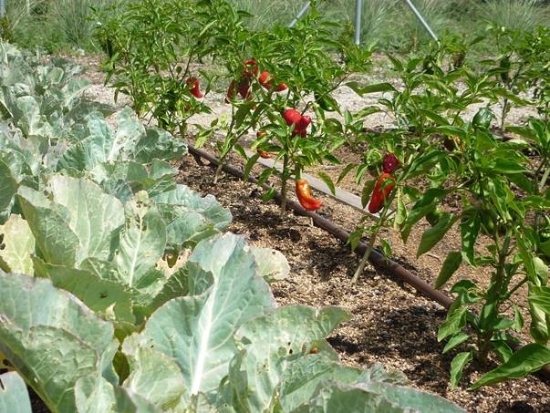 Hort municipal