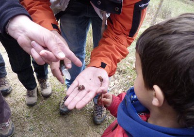 ARBRES I ANIMALS. ANIMALS I ARBRES.
