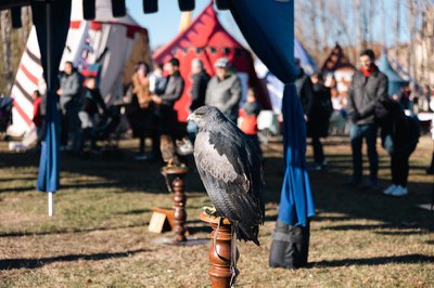 Exhibició d'Aus Rapinyaires.