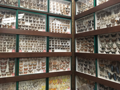 Visita guiada a la col·lecció de papallones de l'arxiu municipal.