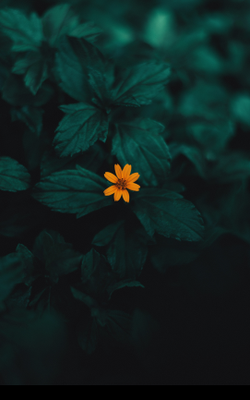 Soledats i suports en la cura. Sessió de debat i reflexió.