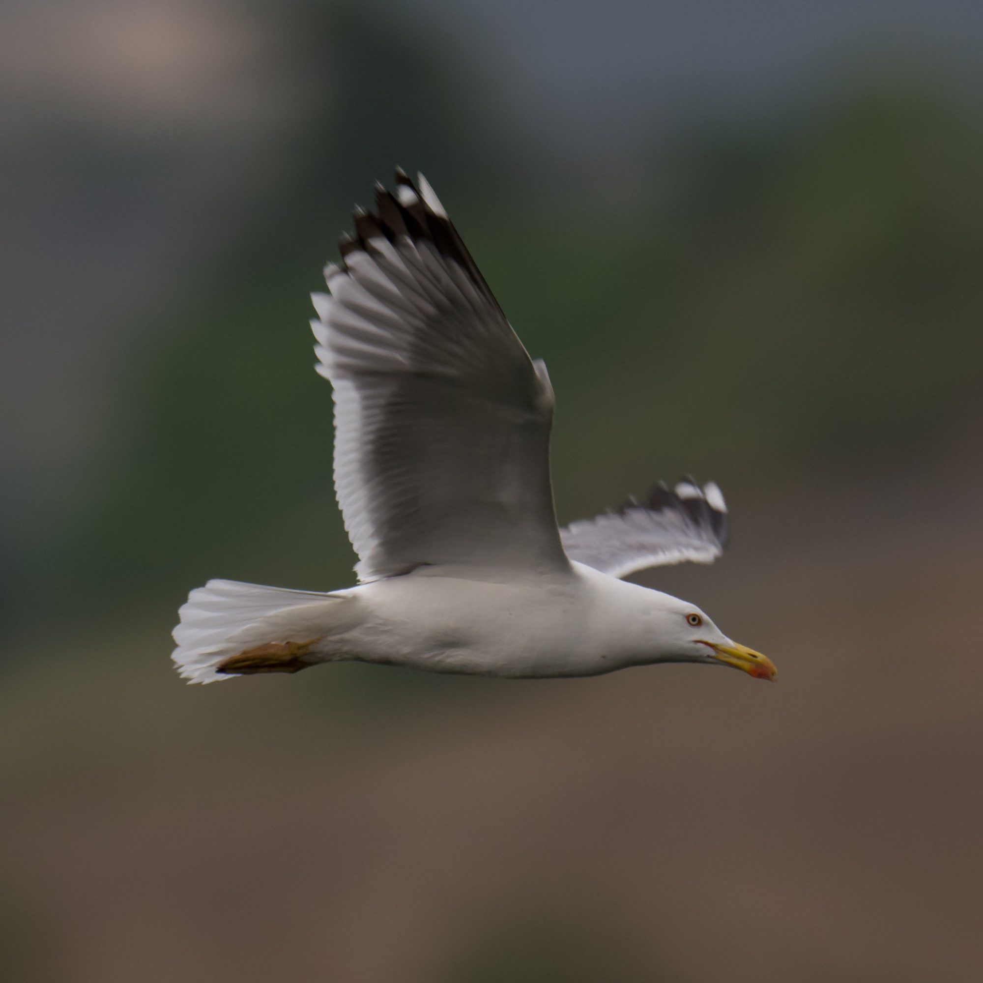 Influença aviària a Europa