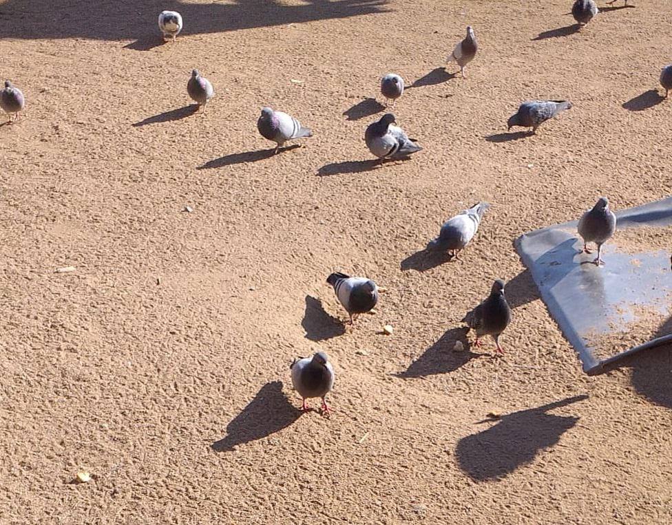 coloms a un parc infantil.jpg