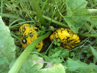 Imatge de carbasses de l'hort del Banc de llavors de Roda de Ter.