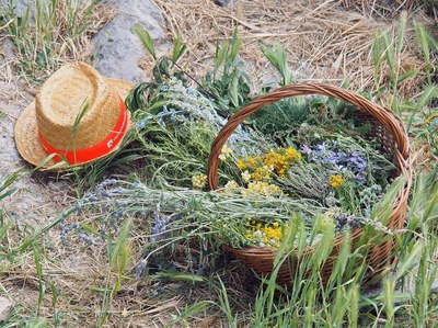 Fotografia d'un cistell amb plantes silvestres. Imatge cedida per Elena Sixto..