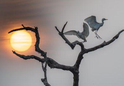 Exposició: Sri Lanka. Natura viva.