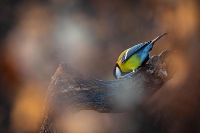 Imatge d'un ocell en una branca. Fotografia de David Fajula..