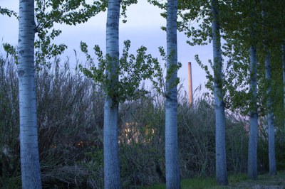 Renglera de troncs d'arbres i al fons una xemeneia de fàbrica.