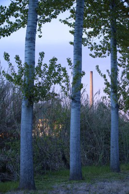 Renglera de troncs d'arbres i al fons una xemeneia de fàbrica..