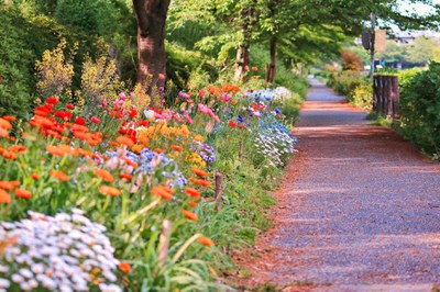 Remeis naturals per la primavera.