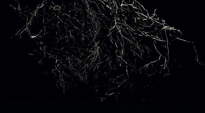 Cants del Pou. Arrelances.