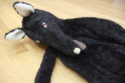 El llop protagonista del laboratori de lectura.