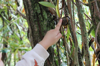 Tot buscant cargols.