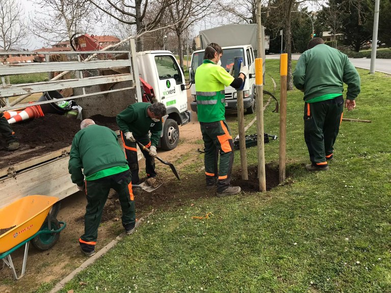 Plantació d'arbres en parcs i carrers de Vic