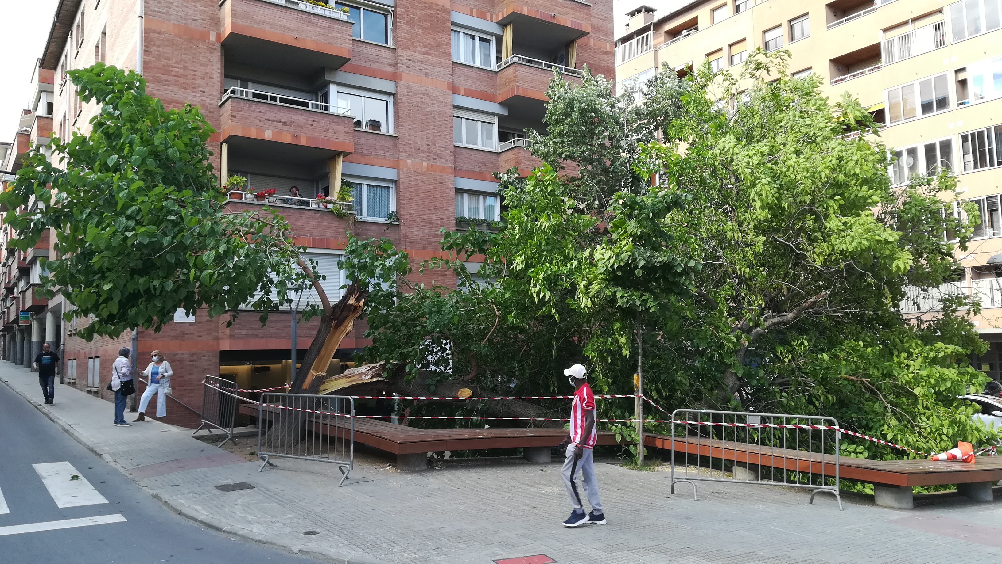 imatge de la morera acabada de trencar
