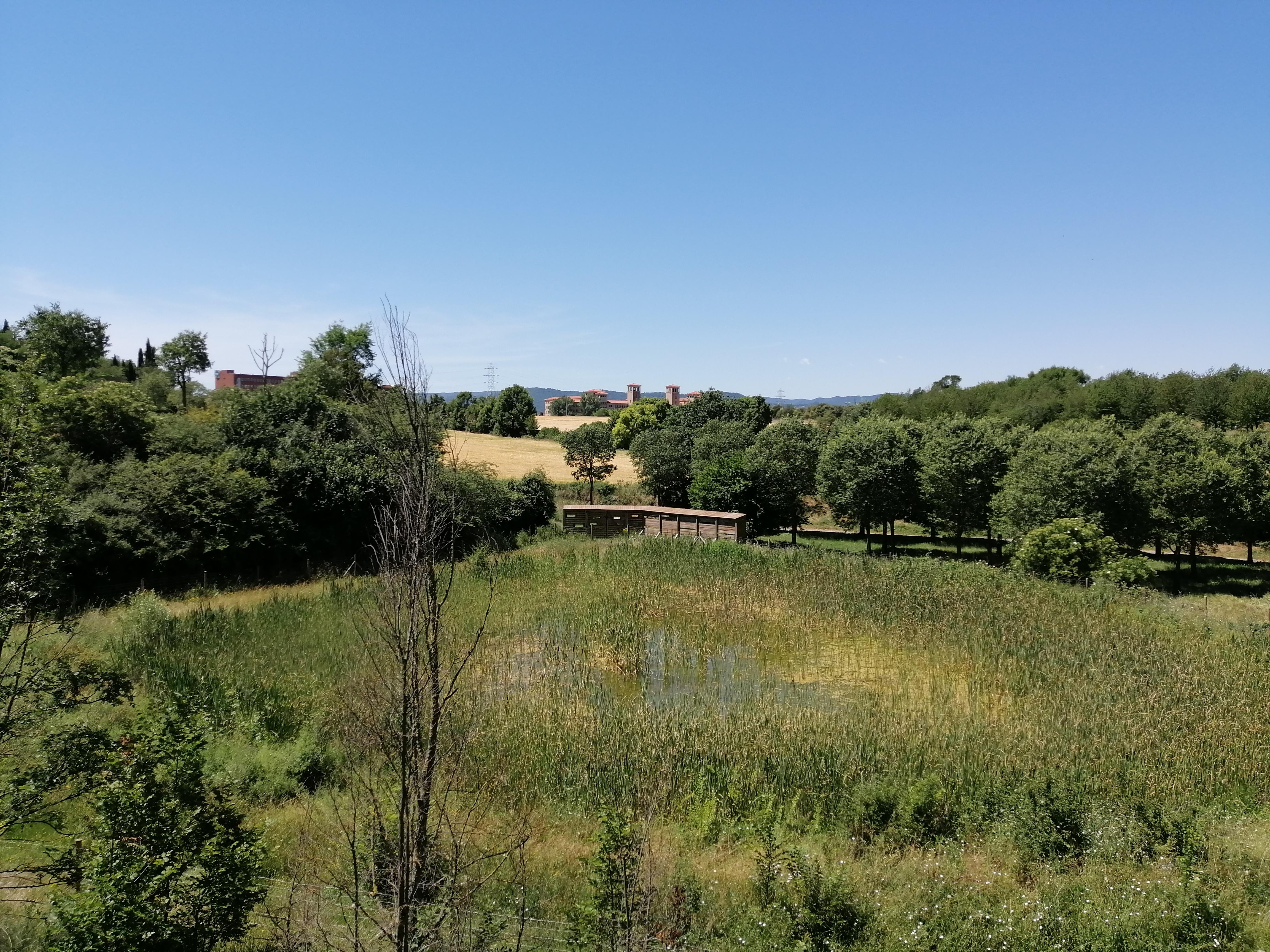 Bassa del Puig dels Jueus.jpg