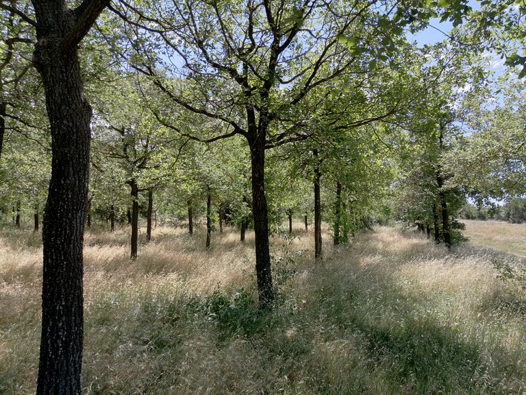 Bosc del Puig dels Jueus.jpg