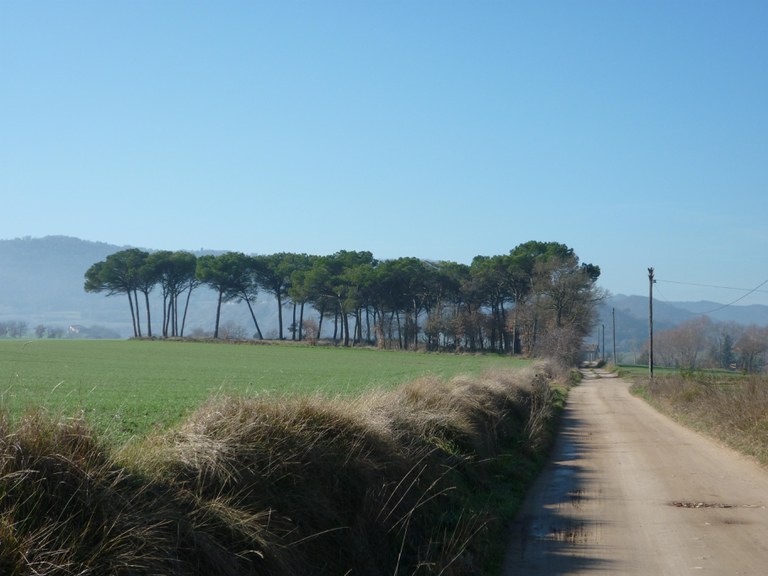 Pineda del Pujolar(2).jpg Pineda del Pujolar(2).jpg